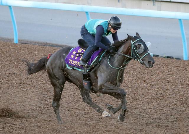 【注目馬動向】ジャックルマロワ賞6着のアスコリピチェーノは24日に帰国