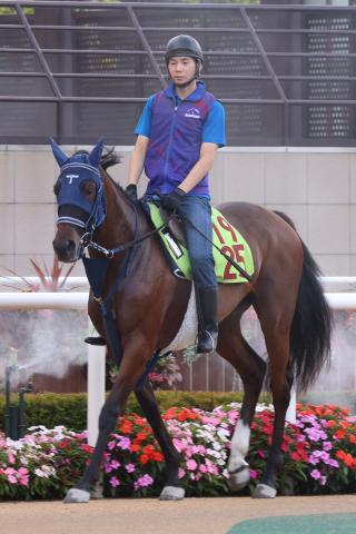 【POG】G1馬の半妹ウインベルチェーロはお姉さんにそっくり　陣営「大跳びなフォームで走る」