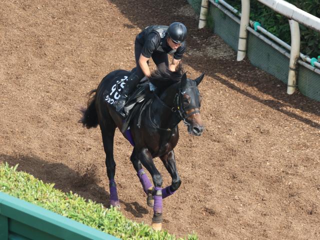 ショウヘイなど、先週の入厩情報/栗東トレセンニュース