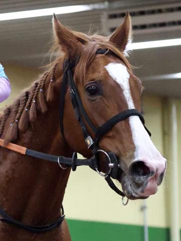 【キーンランドC】ナムラクララはナムラクレアとの姉妹Vを狙う3歳牝馬　陣営「上積みはあるし、順調でいい状態」