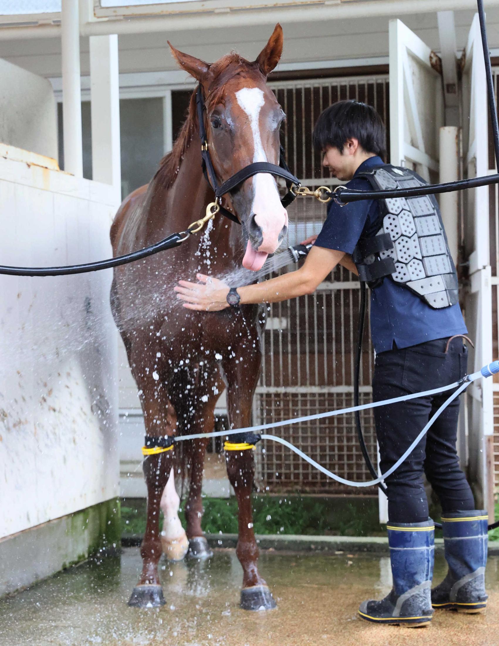 【キーンランドＣ】ナムラクララ　飛躍の舞台で姉・ナムラクレアに続け　陣営は雨予報にも前向き「少し時計かかっても心配ない」