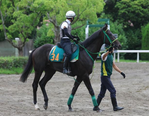 【注目馬動向】先週の新潟で勝ち上がったコントレイル産駒ジーネキングは札幌2歳Sを視野