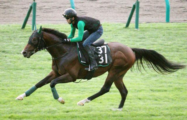 【キーンランドC】2連勝中のレイピアが芝コース単走で伸びやかな走り　陣営「すごくいいイメージで追い切れた」
