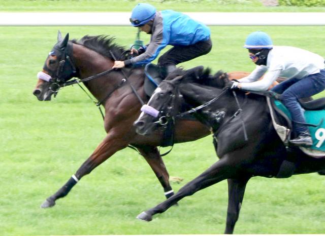 【キーンランドC】佐々木大輔騎手騎乗のカルロヴェローチェは芝コースでしっかり「折り合いだけ気をつけて」