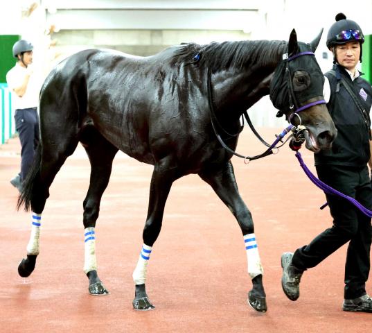 【注目馬動向】先週の新潟で2勝目ゲットのエストゥペンダは田辺裕信騎手との新コンビで紫苑Sへ