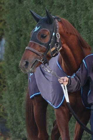 【英インターナショナルS】決戦当日ヨークの芝は良馬場　ダノンデサイルがドバイSCから連勝を期す