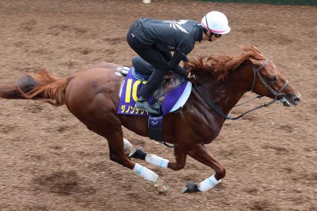 【英G1インターナショナルS】日本馬ダノンデサイルは5位でゴール　海外G1連勝ならず
