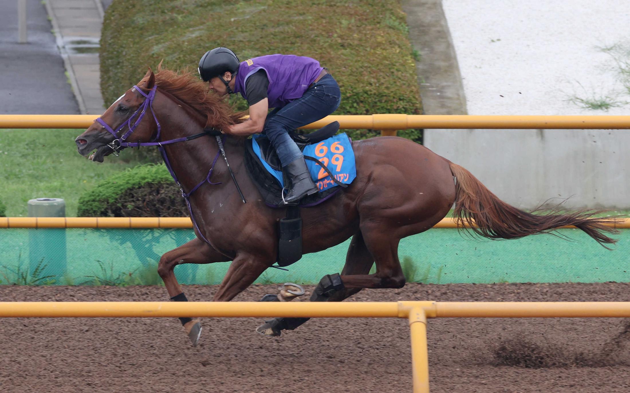 【キーンランドＣ】８歳馬ウインカーネリアン　熟練のフットワークで健在アピール　重馬場での追い切りにも陣営「順調」