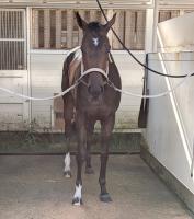 函館に到着したダブルハートボンド