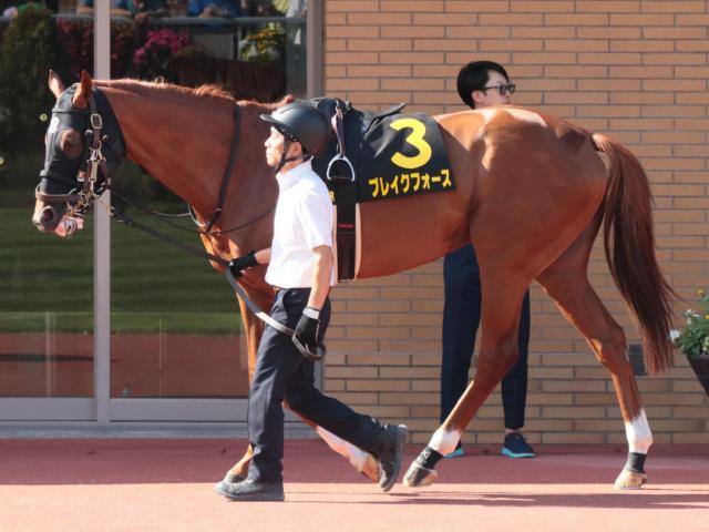 コスモバルク、シンガポール遠征へ | 競馬ニュース - netkeiba