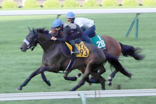 【POG】初戦7馬身差圧勝のショウナンガルフは札幌2歳Sへ順調　陣営「体も多少、良くなっている」