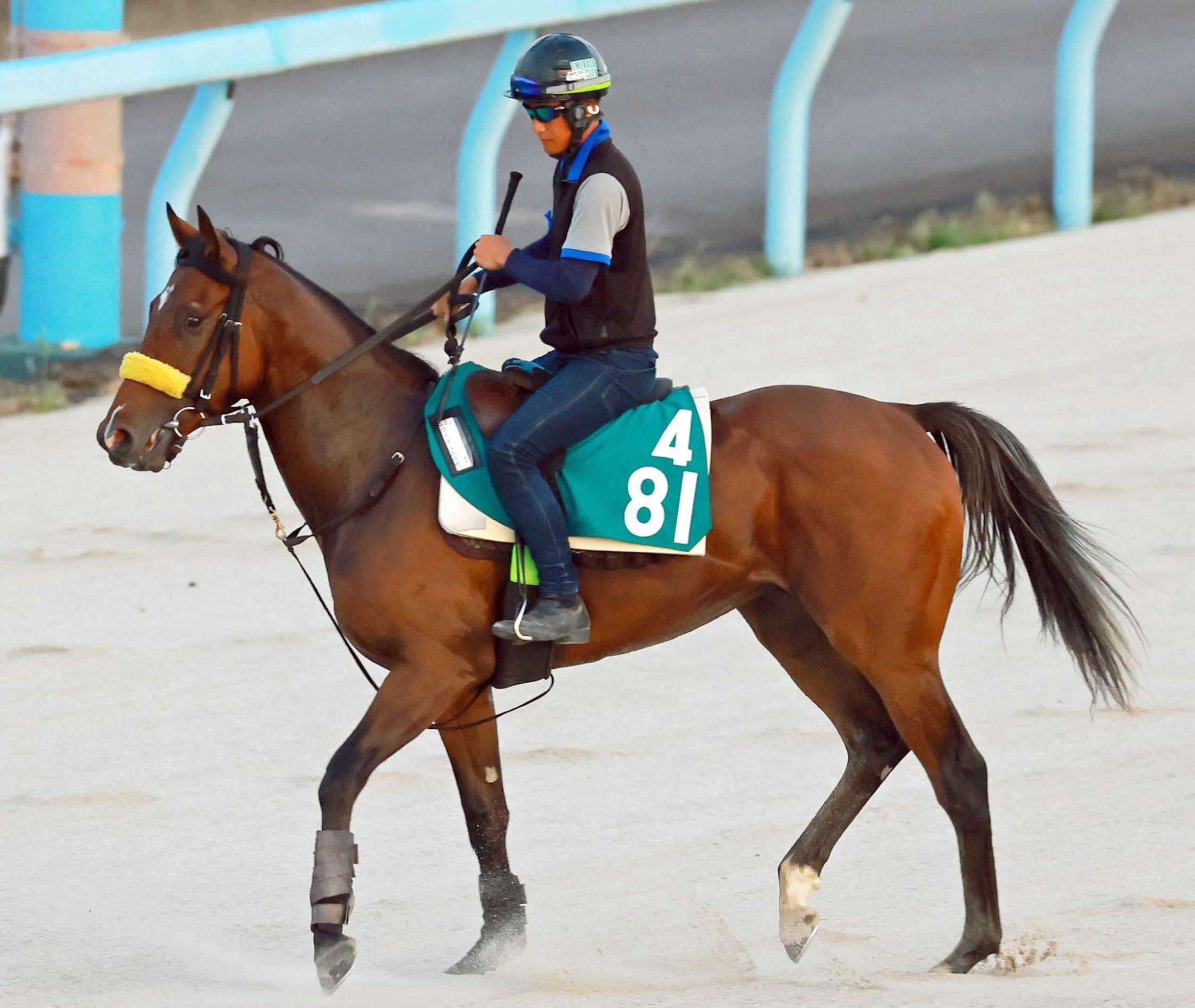 【新馬戦】マイネルホウセン　気性面も安定し好ラップ刻む　清水久師「攻め通り走ればいい勝負になる」と期待十分