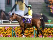 パンジャタワーは3枠5番(撮影：下野雄規)
