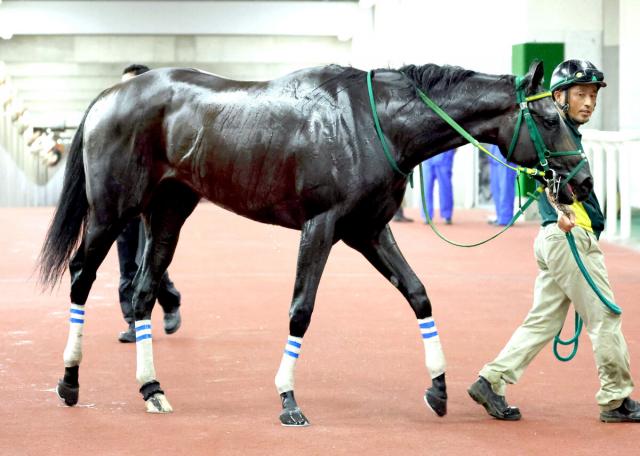 【新潟2歳S】タイセイフレッサは豊富なキャリア生かす　陣営「ゲートや道中の流れなどに対応できる」