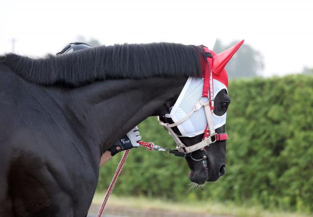 【注目馬動向】札幌記念6着のリビアングラスはオールカマーへの転戦を視野