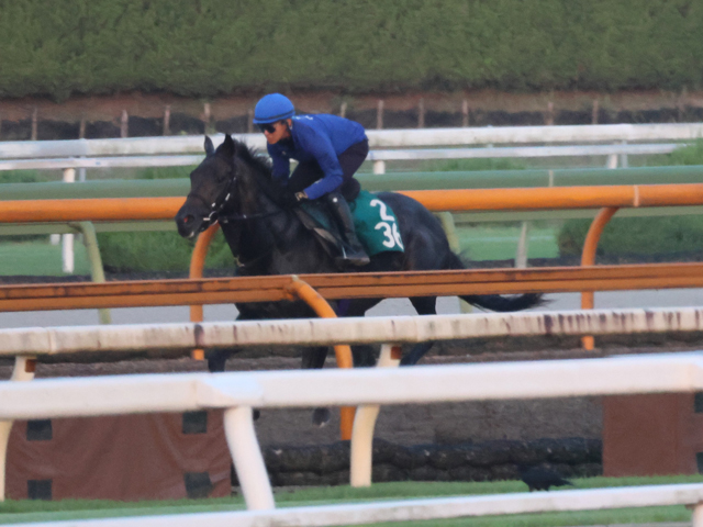 友道厩舎の2歳世代が動き出す レッドラージャが日曜中京で初陣/関西馬メイクデビュー情報