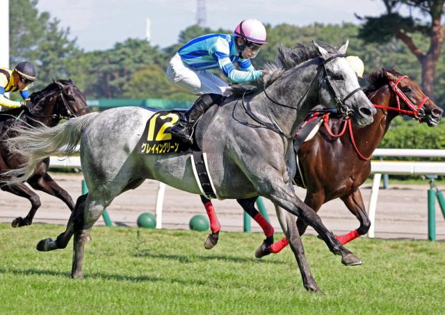 【新潟10R・朱鷺S】4年連続参戦のグレイイングリーンが差し切ってオープン初勝利　池江調教師「4度目の正直」