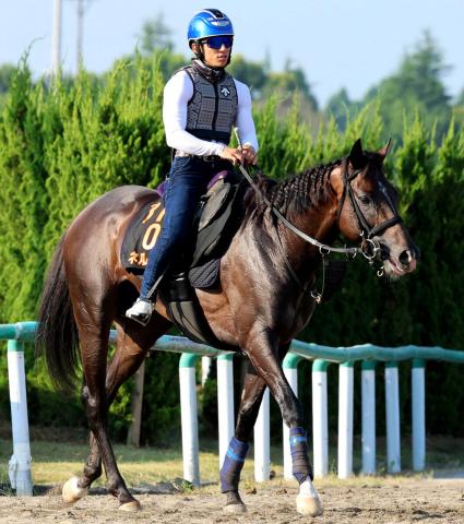 【新潟記念】古馬と初対戦エネルジコは着実に成長　高柳瑞調教師「春に比べてしっかりしてきた」