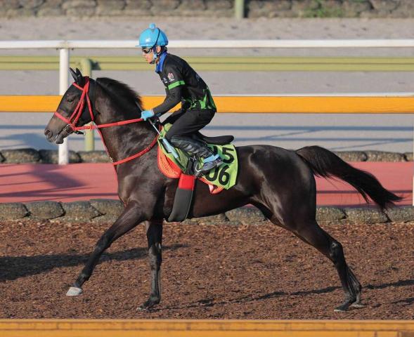 【中京2歳S】シュテフィ　仕上がりに自信　陣営「千四なら対応できる」