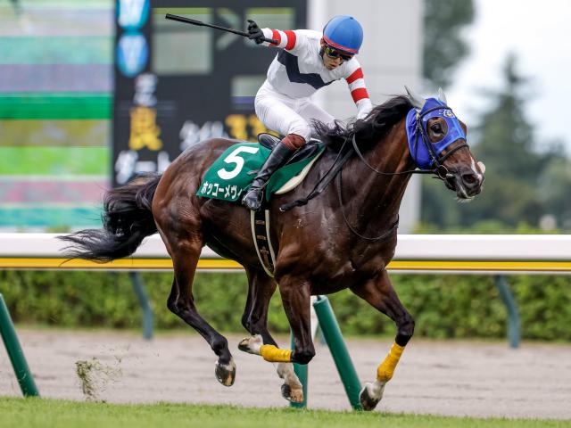 【先週のJRA抹消馬】障害重賞4勝のホッコーメヴィウス、ダート短距離で6勝挙げたアームズレインなど