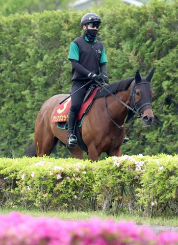【注目馬動向】アリスヴェリテは今年もブリーダーズC挑戦　引退レースとなる予定　中竹調教師「いいお母さんになってくれると思う」