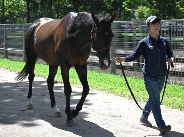 ノーザンホースパークで第二の馬生!注目度凄い“香港最強馬”ゴールデンシックスティ