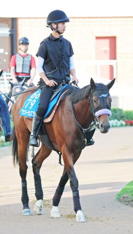 【新潟記念】中1週でサマー2000シリーズ単独王者狙うヴェローチェエラ「相手は強くなるみたいだけど、この馬も成長している」