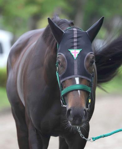【京成杯AH・1週前】3歳牝馬のエリカエクスプレスが力強い伸び脚　杉山晴調教師「さすがだなというところを見せてくれた」