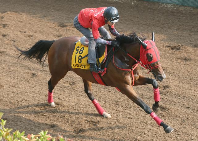 【新潟記念】シランケドは疲れ残さず坂路で軽快　牧浦調教師「前走のような競馬ができれば、一線級相手でもやれる」