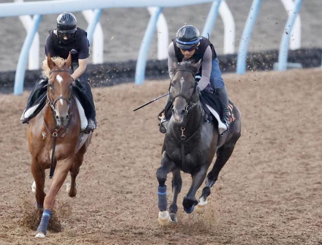【新潟記念】エネルジコはWコースで軽快な動きを披露　高柳瑞調教師「動きスムーズ」