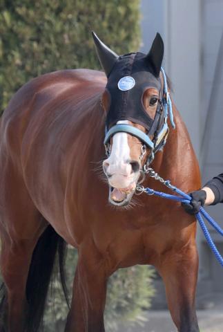 【注目馬動向】セントウルSで始動するママコチャは岩田望来騎手が3年7か月ぶりに騎乗　カンチェンジュンガは川田将雅騎手と新コンビ