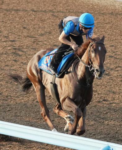 【新潟記念】コスモフリーゲン　力強さが増した　畠山師「ここでもメドを立てる走りができれば」