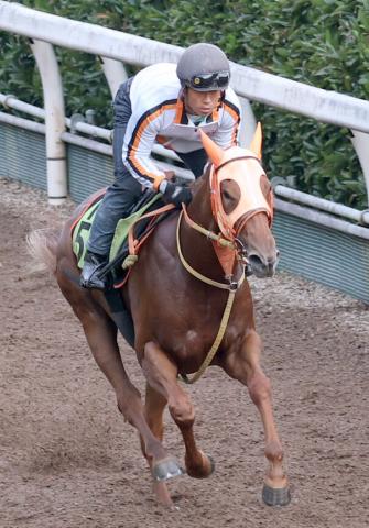クレイグウィリアムズ サイン入り 競馬騎手帽子枠色カバー クレイグウィリアムズ サイン入り 競馬騎手帽子枠色カバー