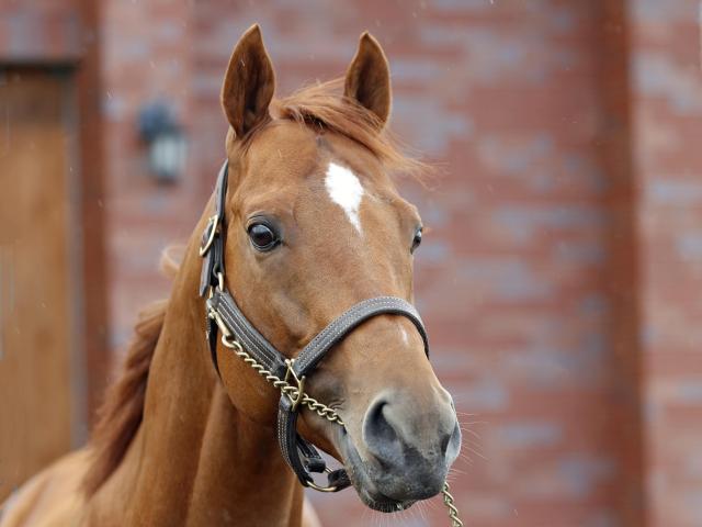 皐月賞馬ジオグリフが種牡馬生活へ 「父同様に多くの活躍馬を」