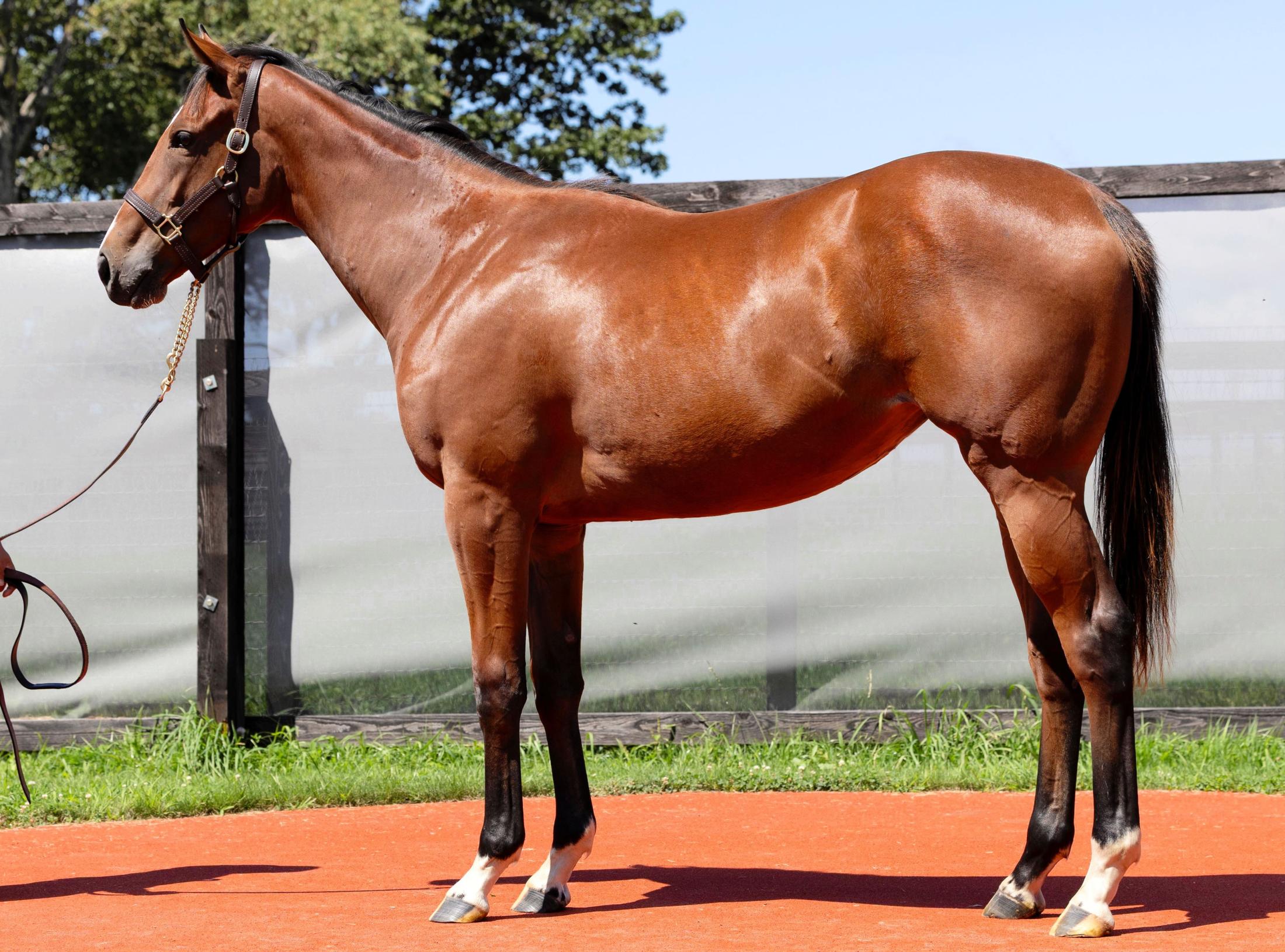 オルフェーヴル　たてがみ　競馬　競走馬 Amazon.co.jp: オルフェーヴル たてがみ 競馬 鬣 : ホーム＆キッチン