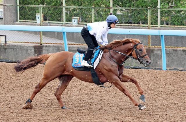 【セントウルS1週前】重賞2勝目を狙う8歳馬ウイングレイテストは余力たっぷり　畠山調教師「開幕週のいい馬場でやれるのはいい」