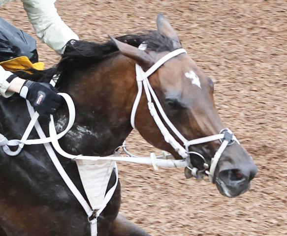 【ブリーダーズGC】5戦無敗で重賞初挑戦のダブルハートボンドは2着で初黒星　ライオットガールが勝利