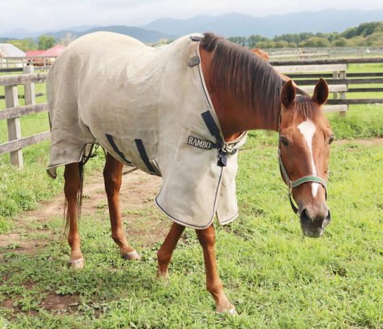 現役時代52戦を走り抜いたマイネルキッツ、22歳の今はのんびりマイペースで余生を過ごす