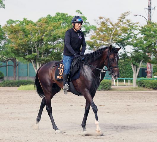 【新潟記念】無敗3連勝の青葉賞勝ち馬エネルジコは8枠15番　クイーンズウォークは3枠6番　枠順確定