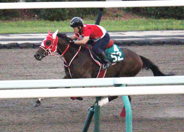【札幌2歳S・1週前】サンセットゴールドがスピード感十分の動き　陣営「体の使い方がうまくなった」