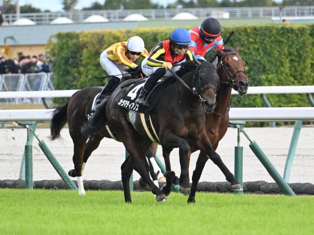 【京成杯AH想定馬・騎手】カラマティアノス、コントラポストなど17頭
