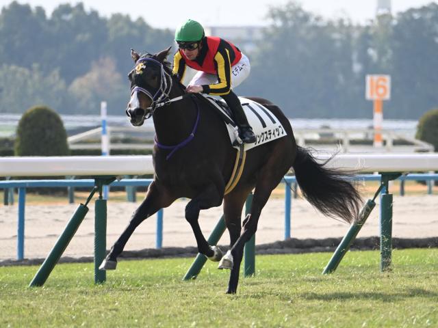 【紫苑S想定馬・騎手】リンクスティップ、テリオスララなど16頭