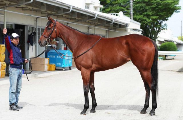 桜花賞馬エンブロイダリーは秋華賞直行　オークス9着後はNF天栄で調整中