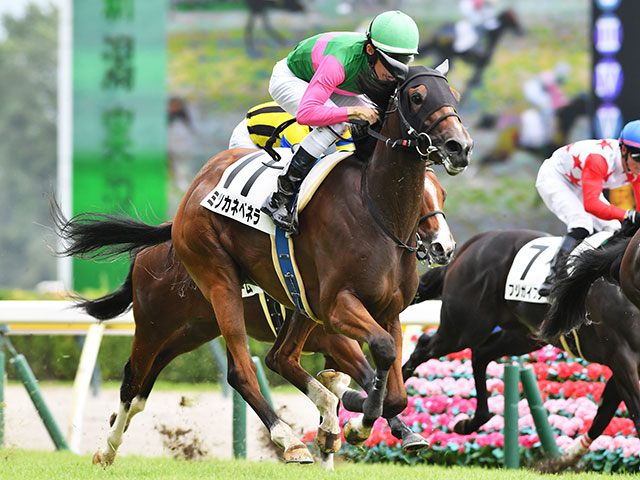 【新潟5R新馬戦結果】モーリス産駒ミツカネベネラが差し切り勝ち