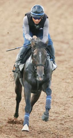 【新潟記念】前日の単勝1番人気はエネルジコの3・4倍　10倍以下のほか3頭はすべて牝馬