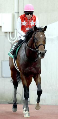 【新潟記念】ヴェローチェエラは5着でもサマー2000シリーズは優勝　丸山元気騎手「よく頑張ってくれています」