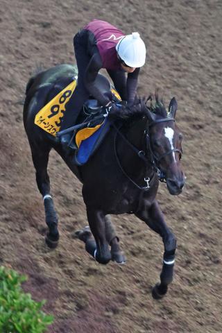 【新潟記念】クイーンズウォークが放馬で右臀部打撲傷を発症し競走除外　約24億円が返還に