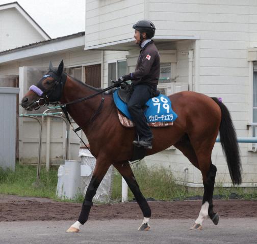 【新潟記念】ヴェローチェエラ　中1週も5着と奮闘　サマー2000王者に輝く!　