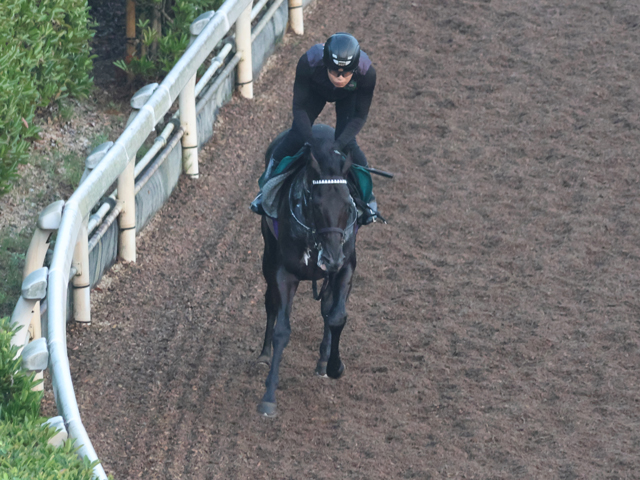 デビュー延期のキッコベッロ 日曜阪神で仕切り直しへ/関西馬メイクデビュー情報