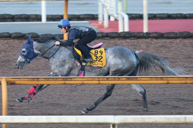 【セントウルS・理貴の特注馬】好調キープのテイエムスパーダが2年ぶりVへ　小椋調教師「状態はいいですね」